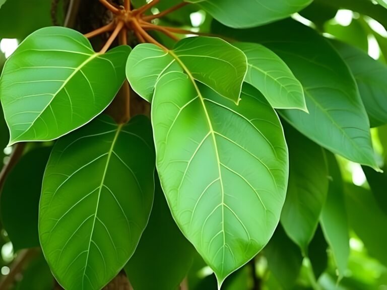 15 Health Benefits of Soursop Leaves